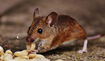 school-and-daycare-pest-control Experts in Shawnee Msn